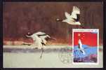 Bird - Cigogne - Stork, Maxicard Carte Maximum 1984 China.(BCD) - Ooievaars
