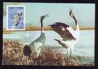 Bird - Cigogne - Stork, Maxicard Carte Maximum 2000 China.(BCDE) - Picotenazas & Aves Zancudas