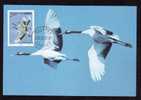 Bird - Cigogne - Stork, Maxicard Carte Maximum 2000 China.(BCDEF) - Picotenazas & Aves Zancudas