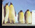 Pingouins & Manchots,Explorer Racovita Ship Belgica In Antarctica,stationery Cover 1997 Romania. - Penguins