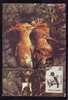 \\\"UPUPA EPOPS\\\" PUPAZA :MAXIMUM CARD, Bird Grimpeur 1995, –  Carte Maximum,obliteration ULMA,Romania. - Piciformes (pájaros Carpinteros)