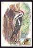 \\\" DENDROCOPOS MEDIUS \\\" CIOCANITOAREA:MAXICARD, Bird Grimpeur 1985, – Carte Maximum,obliteration TIMISOARA,Romania. - Climbing Birds