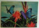 BUTTERFLIES  FARFALLA  3D TRIDIMENSIONALE POSTCARD UNUSED  NON VIAGGIATA   COME DA FOTO - Farfalle