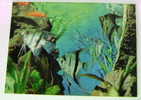 PESCI  FISHES  FISH   3D TRIDIMENSIONALE POSTCARD UNUSED  NON VIAGGIATA   COME DA FOTO - Pesci E Crostacei