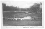 43 // MONTFAUCON DU VELAY - Le Pont De Rochette, Le Bois Des Blondes, ANIMEE, Troupeau De Moutons - Montfaucon En Velay