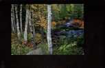 Woods And Stream, Minnesota - Altri & Non Classificati