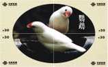 B02128 China Parrot Puzzle 4pcs - Pappagalli