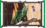 B02129 China Parrot Puzzle 4pcs - Papageien