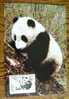 CHINA PANDA BEAR MAXIMUM CARD BEARS - Ours