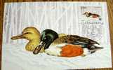 1989 YUGOSLAVIA MAXIMUM 3 CARD DUCK DUCKS PROTECTED ANIMALS WWF - Ducks