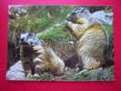 CPM -THEME ANIMAUX-MARMOTTES-MARMOTA MARMOTA L -MURMELTIERE-MARMOTS-MARMOTTEN  -NON VOYAGEE-CARTE EN BON ETAT - Monos