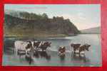 Loch Vennachar, Cows, Trossachs C 1910 F. Hartmann's Real Glossy Series G 4341/4 Hartmann - Stirlingshire