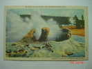 5212 UNITED STATES USA ESTADOS UNIDOS   YELLOWSTONE GROTTO GEYSER    YEARS  1940  OTHERS IN MY STORE - Yellowstone