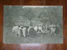 Agriculture,Sheep Farm,Serbia Stamp,vintage Postcard - Fermes