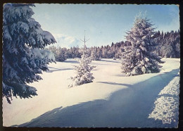 CPM  Non écrite Arbres Sapins Avec Leur Parure Hivernale - Trees