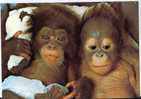 TIBA, BEBE ORANG-OUTANG ET CHARLOTTE, FEMELLE CHIMPANZE. ZOO DE LA PALMYRE. 17570 LES MATHES. FRANCE. - Apen