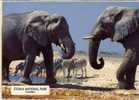 Elephants En Namibie - Elephants