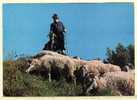 BERGER BOUC TROUPEAU MOUTONS PATURAGE Dans Nos MONTAGNES CPM 1980s  ¤ ADIA OF 1001 ¤ AGRICULTURE ¤ CPAGR 5302AA - Viehzucht