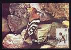 \\\"UPUPA EPOPS\\\" PUPAZA :MAXIMUM CARD, Bird Grimpeur 1996, – Carte Maximum,obliteration BOTOSANI,Romania. - Picchio & Uccelli Scalatori