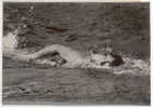 PHOTO PRESSE NATATION - BUSCH - TRAVERSEE DE LYON A LA NAGE - Schwimmen