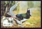 Maximum Card ,Maxicard,BIRD FAISANS Pheasant,1997 China Chine. - Gallinacées & Faisans