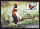 Maximum Card ,Maxicard,BIRD FAISANS Pheasant,1997 Suede / Sverige. - Hoendervogels & Fazanten