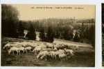 010378  -  BRUXELLES  -  Parc De Woluwe  -  Les Moutons - St-Pieters-Woluwe - Woluwe-St-Pierre