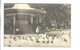 Carte Photo  - Enfant Jouant Avec Les Pigeons - Ohne Zuordnung