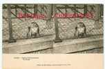 STEREOSCOPIQUE - SINGE Au JARDIN D´ACCLIMATATION - ZOO - MONKEY - STEREOVIEW 1900's - Affen