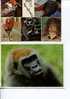 (2712) - 2 Ape Postcard - Singe - Gorille - Oran Outan - Singes