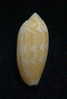 N°2239  //  MITRA ( Pterygia )  CRENULATA  " Nelle-CALEDONIE "  //  F+++  : 25,8mm  //  PEU COURANTE . - Seashells & Snail-shells