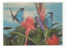 3 D Butterfly Postcard - Carte De Papillon En 3 D (2scans) - Schmetterlinge