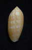 N°2240  //  MITRA ( Pterygia )  CRENULATA  " Nelle-CALEDONIE "  //  F+++  : 26,1mm  //  PEU COURANTE . - Seashells & Snail-shells