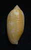 N°2241  //  MITRA ( Pterygia )  CRENULATA  " Nelle-CALEDONIE "  //  F+++  : 32,8mm  //  PEU COURANTE . - Conchiglie