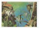 3 D  Fisch Postcard - Carte De Poisson En 3 D (2scans) - Pesci E Crostacei