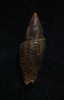 N°2247  //  MITRA ( Ziba )  BACILLUM  " VARIETE "  " Nelle-CALEDONIE "  //  GEM  : 23,8mm  //  ASSEZ RARE . - Seashells & Snail-shells