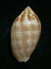 N°2249  //  MITRA ( Pterygia )  DACTYLUS  " VARIETE "  " Nelle-CALEDONIE "  //  F+++  : 34mm  //  PEU COURANTE . - Seashells & Snail-shells