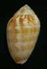 N°2250  //  MITRA ( Pterygia )  DACTYLUS  " VARIETE "  " Nelle-CALEDONIE "  //  F+  : GEANTE : 45,7mm  //  ASSEZ RARE . - Seashells & Snail-shells