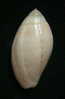 N°2251  //  MITRA ( Pterygia )  NUCEA  " VARIETE "  " Nelle-CALEDONIE "  //  GEM  :  36,5mm  //  ASSEZ RARE . - Schelpen