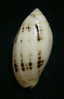 N°2252  //  MITRA ( Pterygia )  NUCEA  " VARIETE "  " Nelle-CALEDONIE "  //  GEM  :  37,8mm  //  ASSEZ RARE . - Conchas Y Caracoles