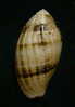 N°2253  //  MITRA ( Pterygia )  NUCEA  " VARIETE "  " Nelle-CALEDONIE "  //  F++  :  40,7mm  //  ASSEZ RARE . - Muscheln & Schnecken