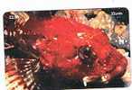 ISLE OF MAN - MANX TELECOM CHIP -MARINE LIFE: SCORPION FISH (TAURULUS BUBALIS) - (USED) CODE IOM36 - RIF. 7778 - Peces