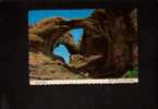 Double Arch, Arches National Park, Utah - Sonstige & Ohne Zuordnung