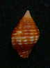 N°2257  //  MITRA ( Nebularia )  CUCUMERINA   " Nelle-CALEDONIE "  //  F++ :  12,8mm  //  ASSEZ COURANTE . - Seashells & Snail-shells