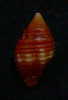 N°2258  //  MITRA ( Nebularia )  CUCUMERINA   " Nelle-CALEDONIE "  //  GEM :  16,5mm  //  PEU COURANTE . - Seashells & Snail-shells