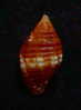 N°2259  //  MITRA ( Nebularia )  CUCUMERINA   " Nelle-CALEDONIE "  //  F+++ :  18,1mm  //  PEU COURANTE . - Seashells & Snail-shells