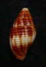 N°2261  //  MITRA ( Nebularia )  RUBRITINCTA   " Nelle-CALEDONIE "  //  F+ :  24,5mm  //  ASSEZ RARE . - Seashells & Snail-shells