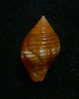 N°2267  //  MITRA ( Nebularia )  CHRYSALIS   " Nelle-CALEDONIE "  //  F++ :  14mm  //  ASSEZ RARE . - Seashells & Snail-shells
