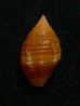 N°2268  //  MITRA ( Nebularia )  CHRYSALIS   " Nelle-CALEDONIE "  //  F++ :  15,1mm  //  ASSEZ RARE . - Conchas Y Caracoles