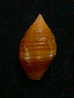 N°2268  //  MITRA ( Nebularia )  CHRYSALIS   " Nelle-CALEDONIE "  //  F++ :  15,1mm  //  ASSEZ RARE . - Coquillages